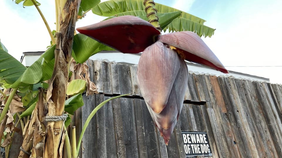 The Banana Herb